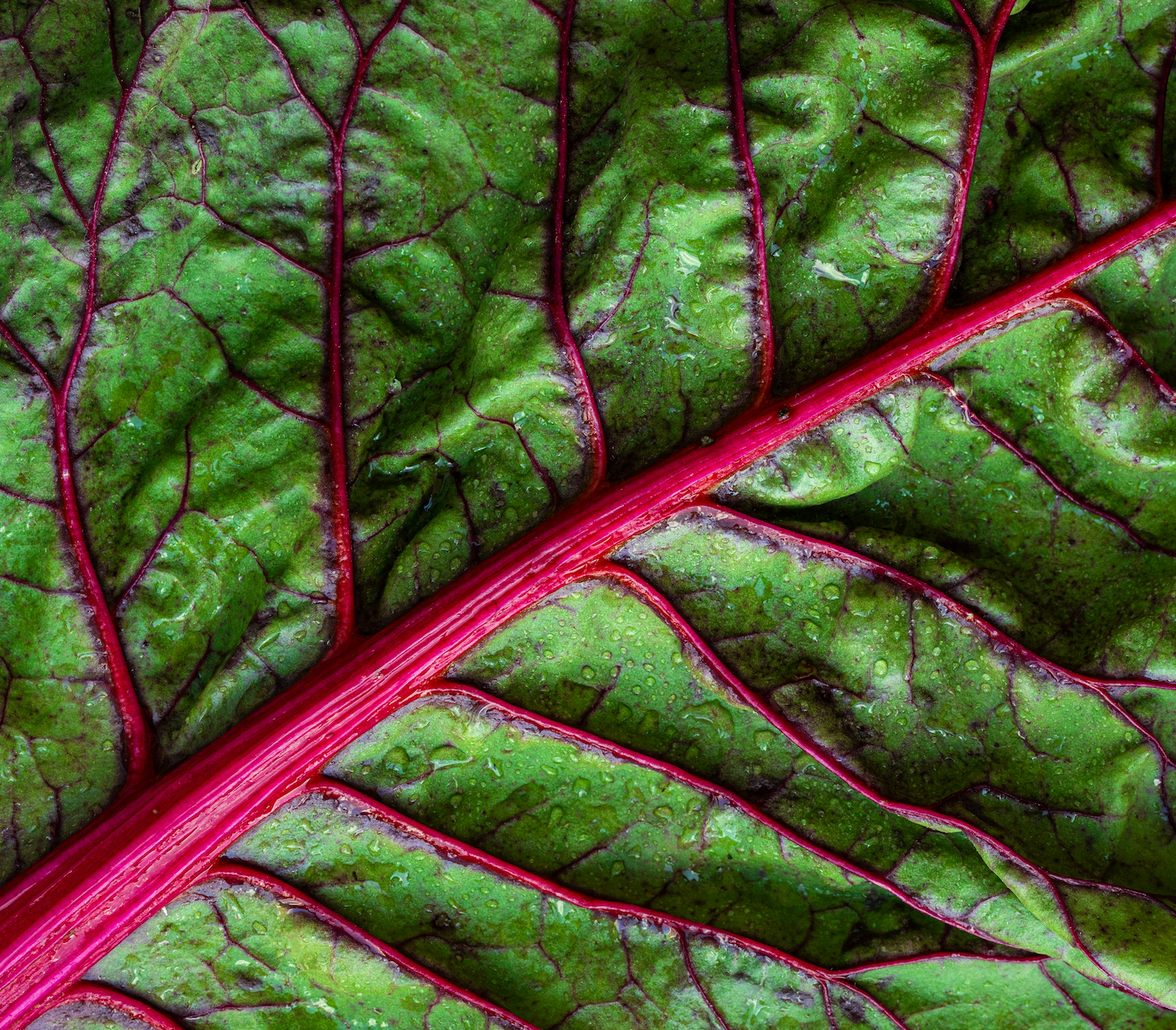 leaf roots